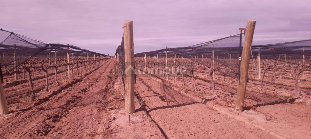Finca en Venta en Lujan de Cuyo, Mendoza