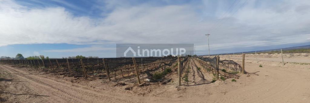Finca en Venta en Lujan de Cuyo, Mendoza