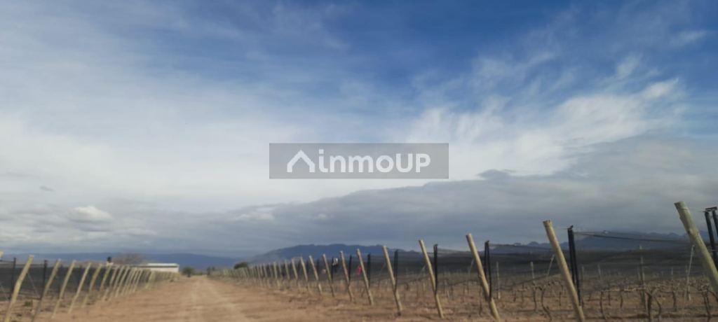 Finca en Venta en Lujan de Cuyo, Mendoza