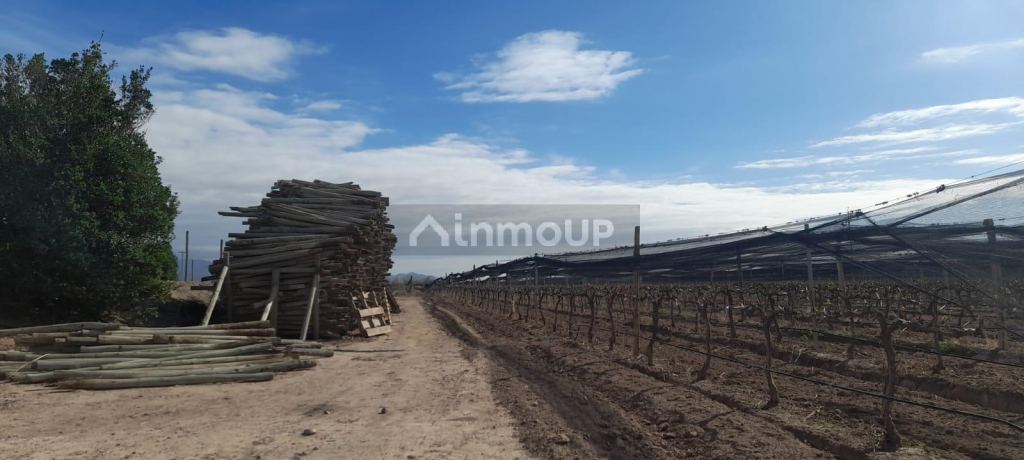 Finca en Venta en Lujan de Cuyo, Mendoza
