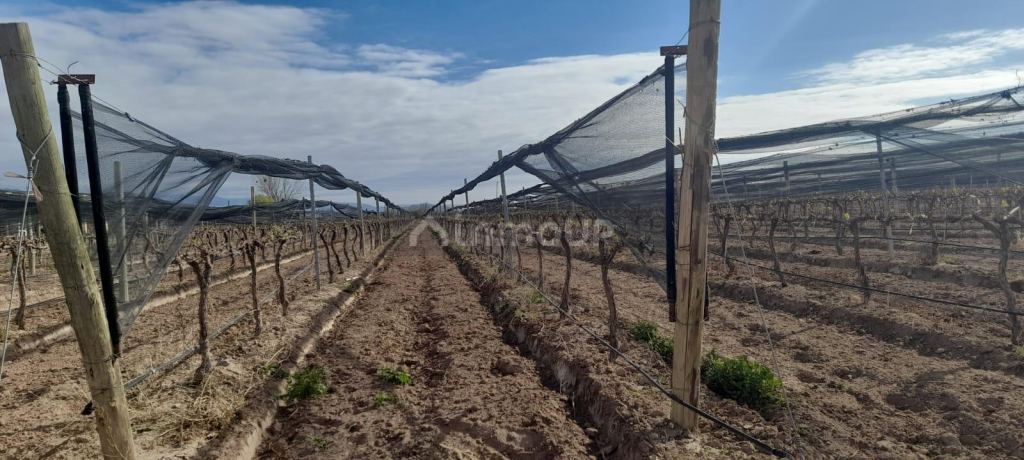 Finca en Venta en Lujan de Cuyo, Mendoza