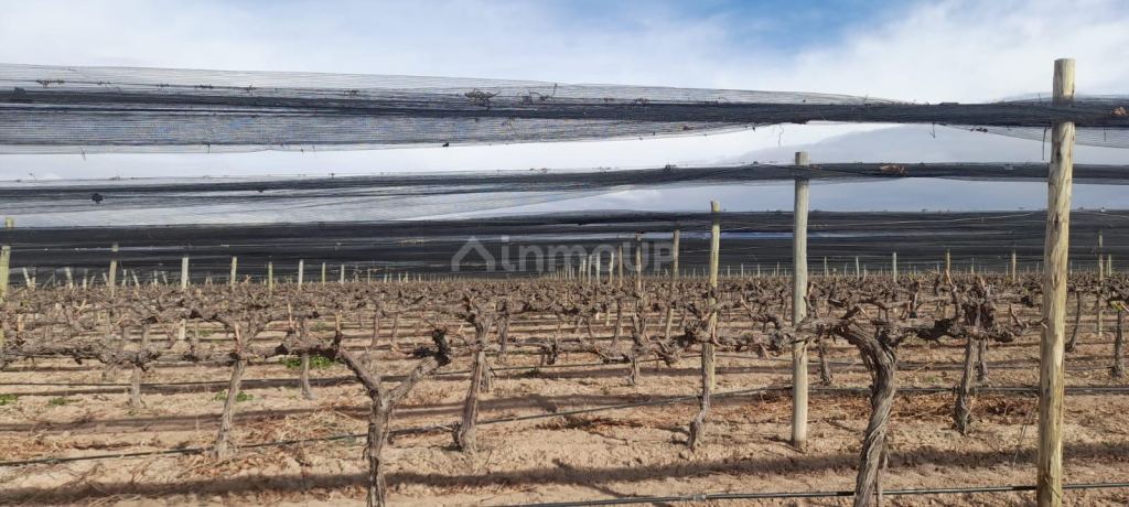 Finca en Venta en Lujan de Cuyo, Mendoza