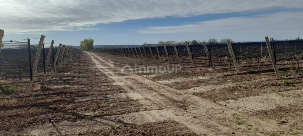 Finca en Venta en Lujan de Cuyo, Mendoza
