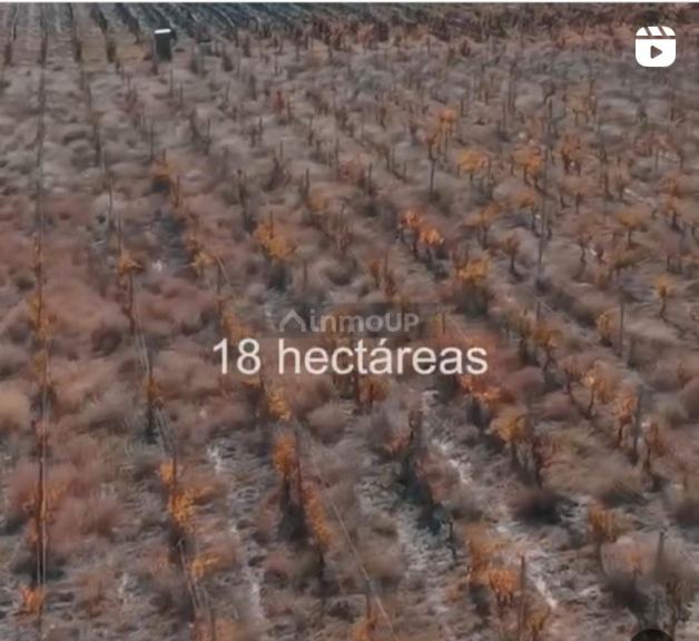 Bodega con Viñedo en Venta en Tupungato, Mendoza