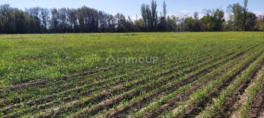 Finca en Venta en Tunuyan, Mendoza