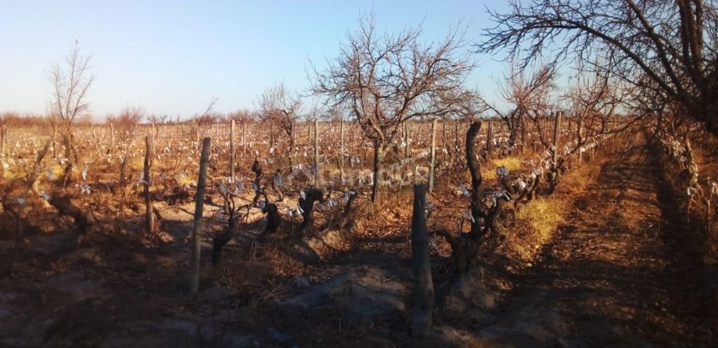 Finca en Venta en Santa Rosa, Mendoza