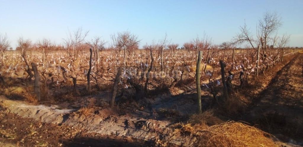 Finca en Venta en Santa Rosa, Mendoza