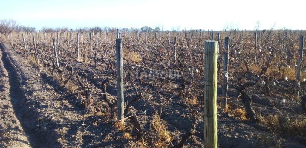 Finca en Venta en Santa Rosa, Mendoza