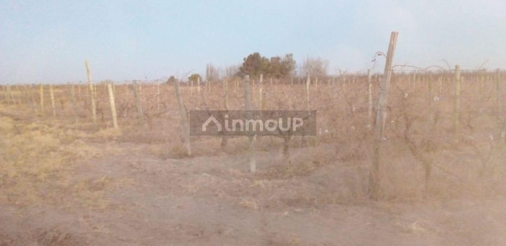 Finca en Venta en Santa Rosa, Mendoza