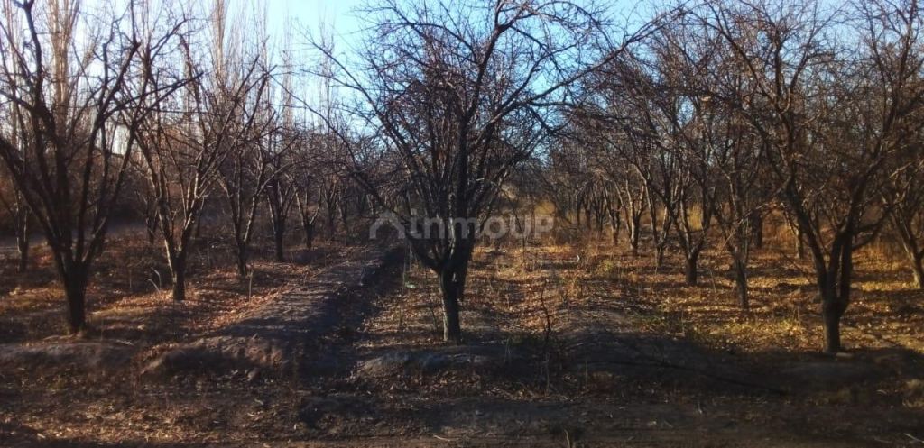 Finca en Venta en Santa Rosa, Mendoza