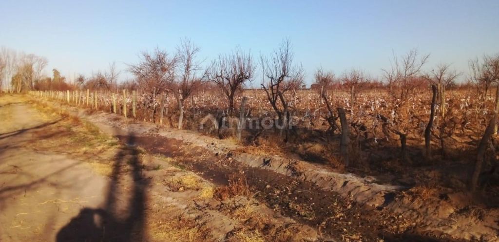 Finca en Venta en Santa Rosa, Mendoza