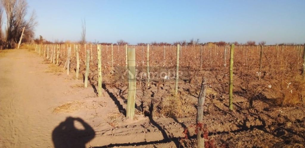 Finca en Venta en Santa Rosa, Mendoza
