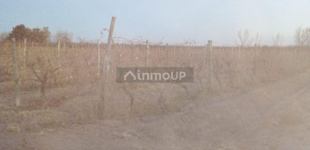 Finca en Venta en Santa Rosa, Mendoza