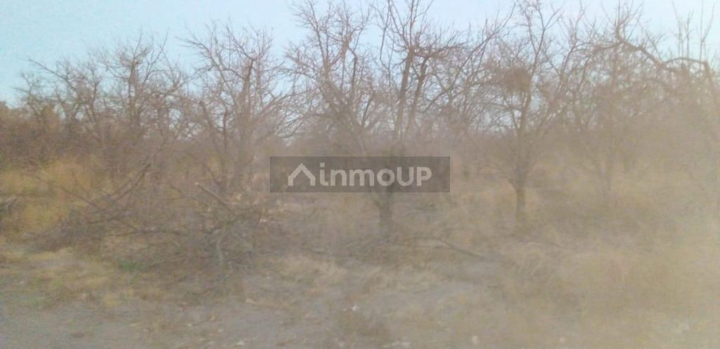 Finca en Venta en Santa Rosa, Mendoza