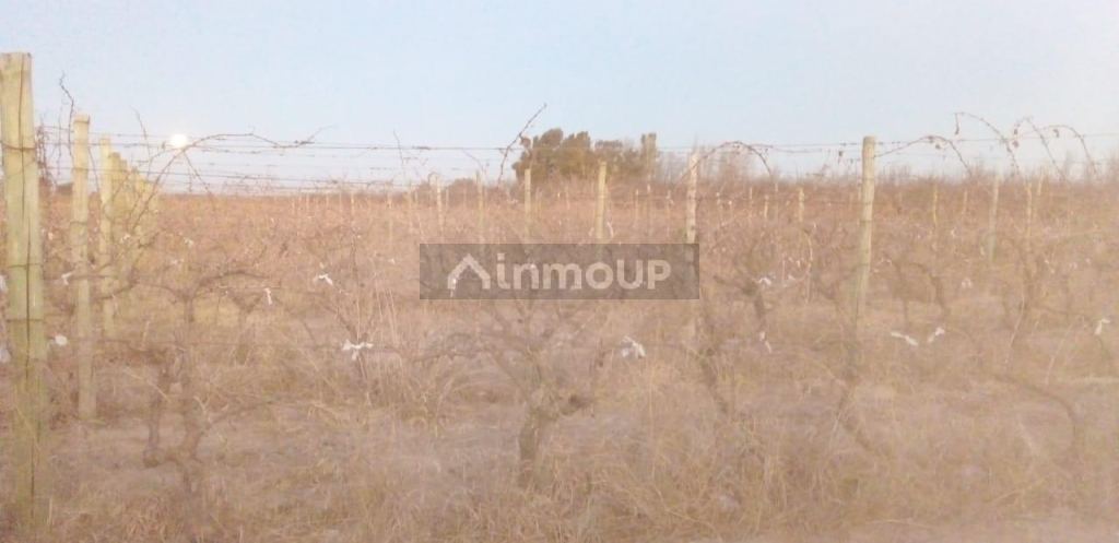 Finca en Venta en Santa Rosa, Mendoza