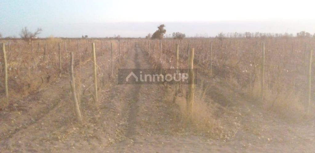 Finca en Venta en Santa Rosa, Mendoza