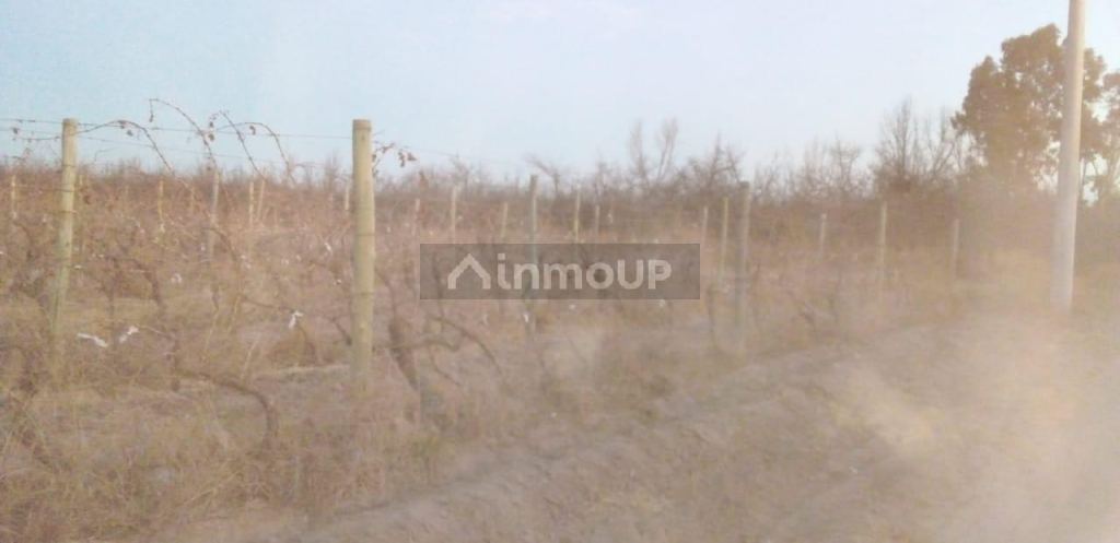 Finca en Venta en Santa Rosa, Mendoza
