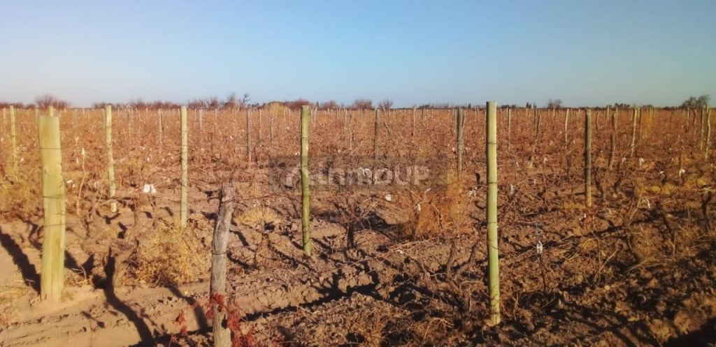 Finca en Venta en Santa Rosa, Mendoza
