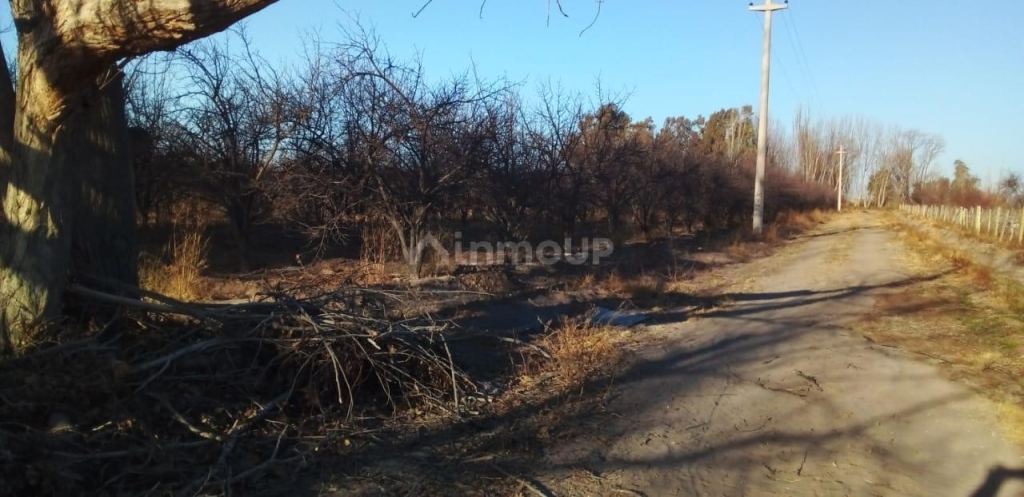 Finca en Venta en Santa Rosa, Mendoza