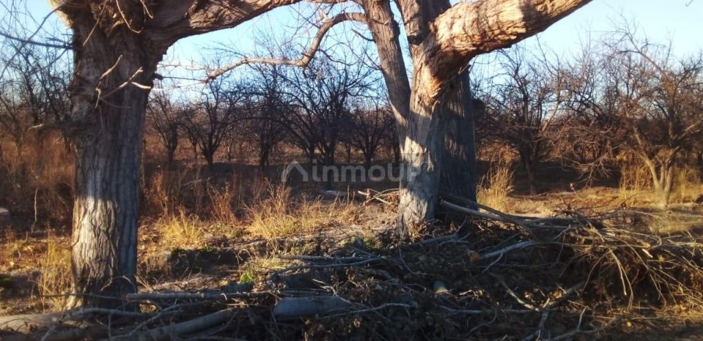 Finca en Venta en Santa Rosa, Mendoza