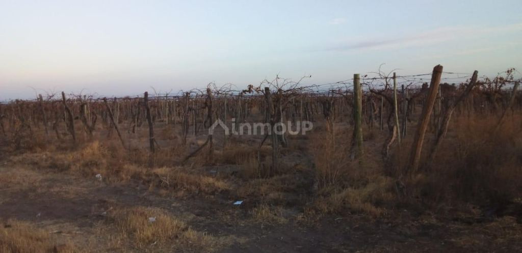 Finca en Venta en Santa Rosa, Mendoza
