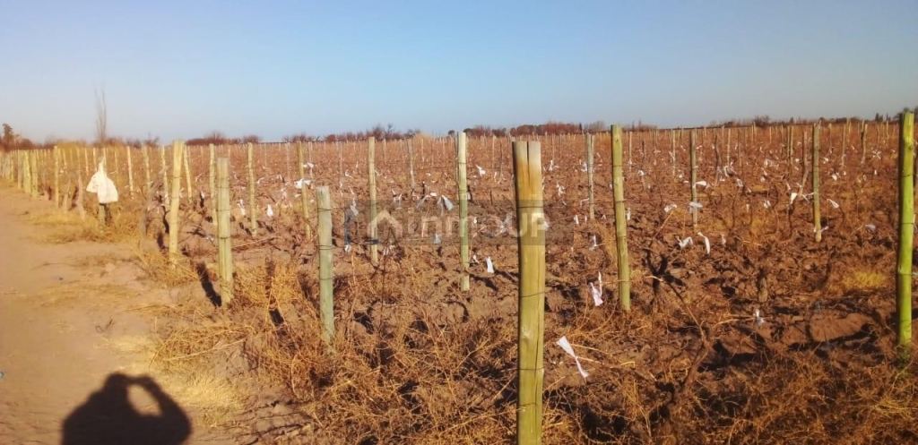 Finca en Venta en Santa Rosa, Mendoza