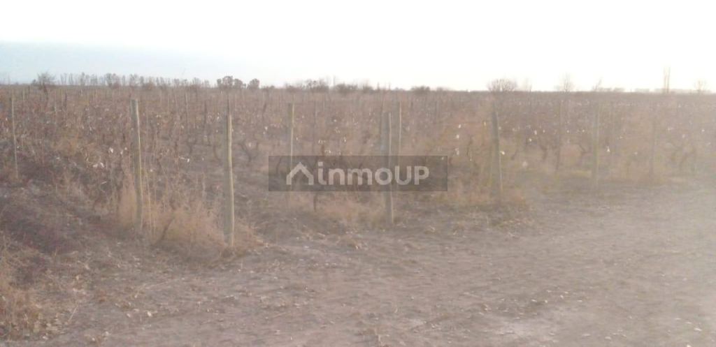 Finca en Venta en Santa Rosa, Mendoza