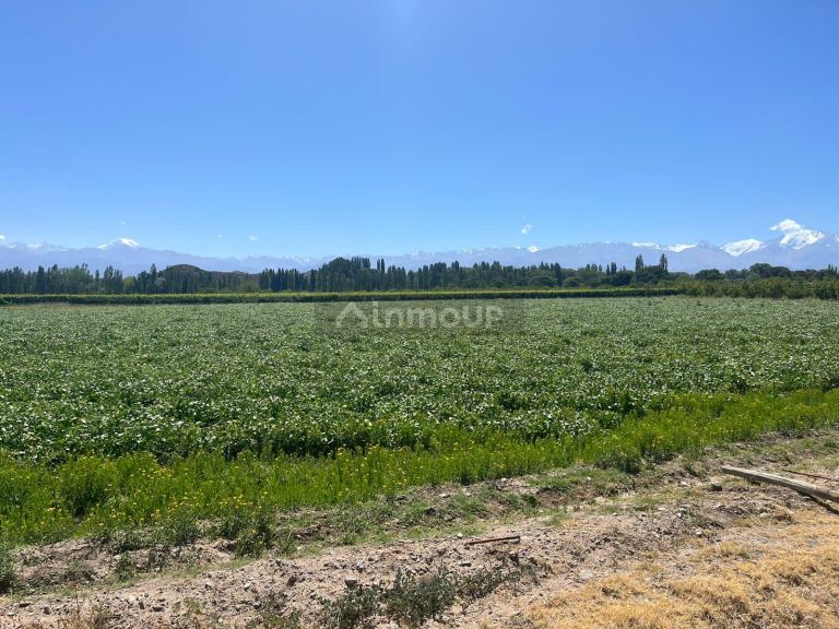 Finca en Venta en Tupungato, Mendoza