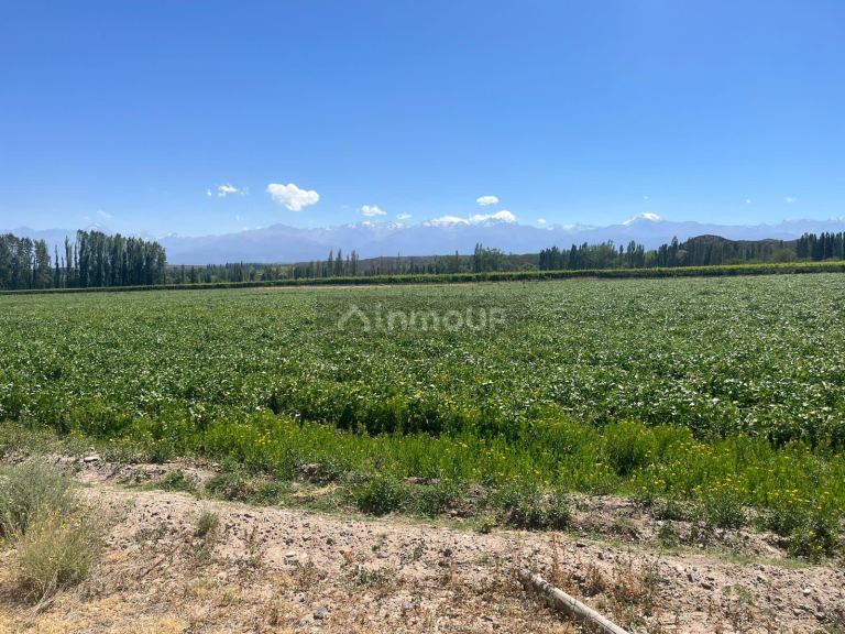 Finca en Venta en Tupungato, Mendoza