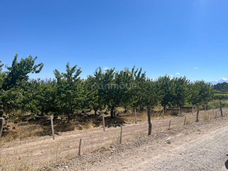 Finca en Venta en Tupungato, Mendoza