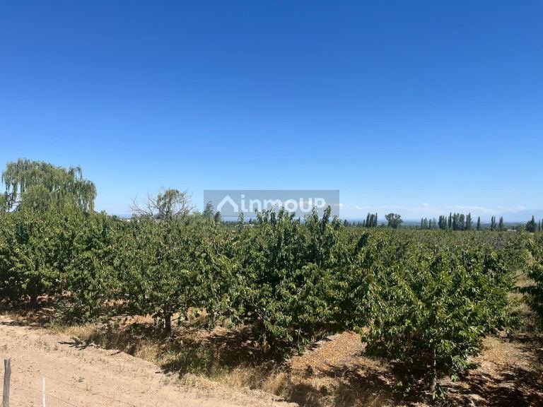 Finca en Venta en Tupungato, Mendoza
