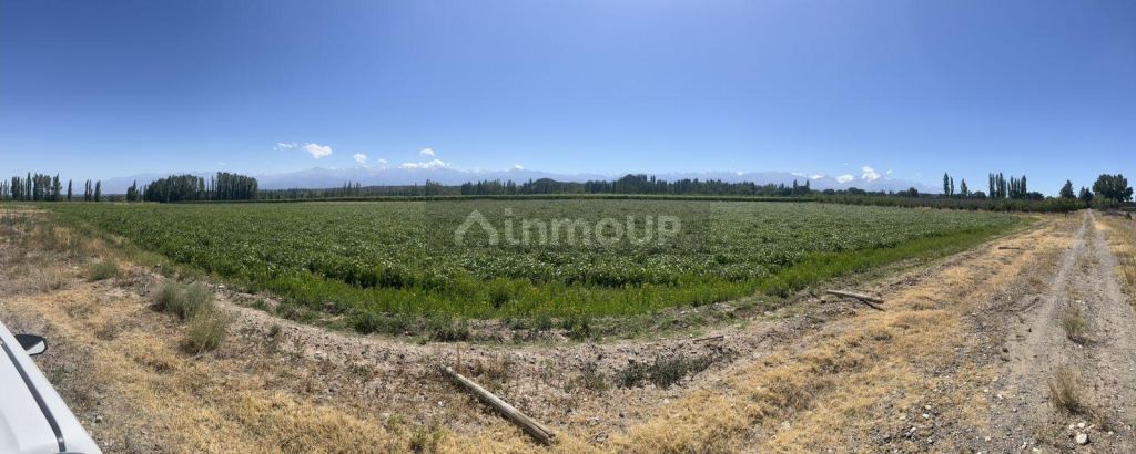 Finca en Venta en Tupungato, Mendoza