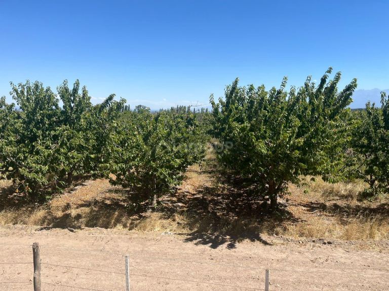Finca en Venta en Tupungato, Mendoza