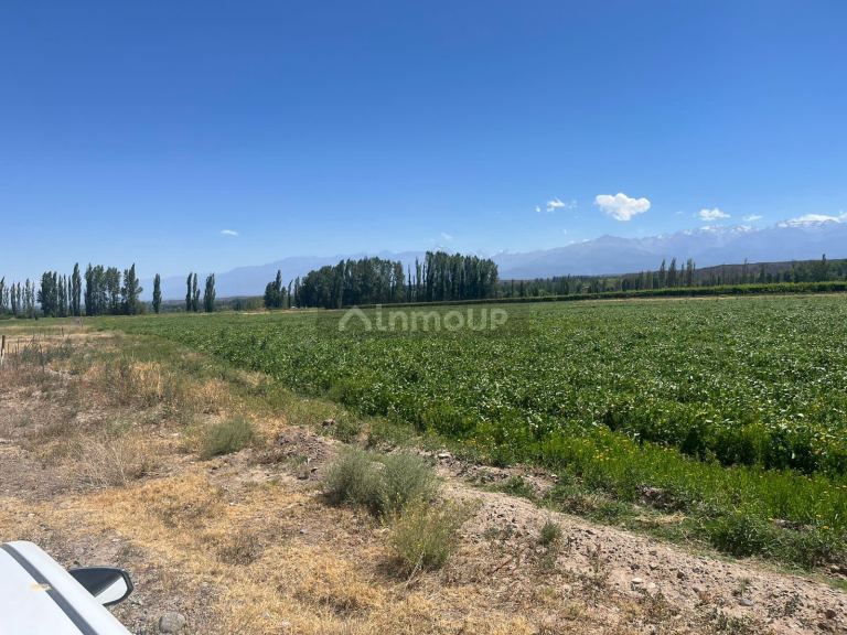 Finca en Venta en Tupungato, Mendoza