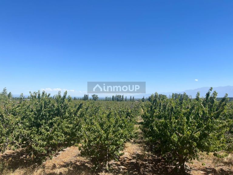 Finca en Venta en Tupungato, Mendoza