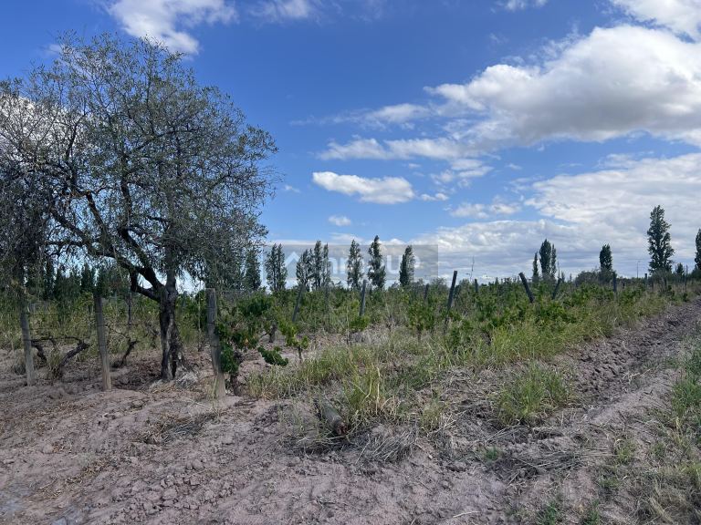 Finca en Venta en Maipu, Mendoza