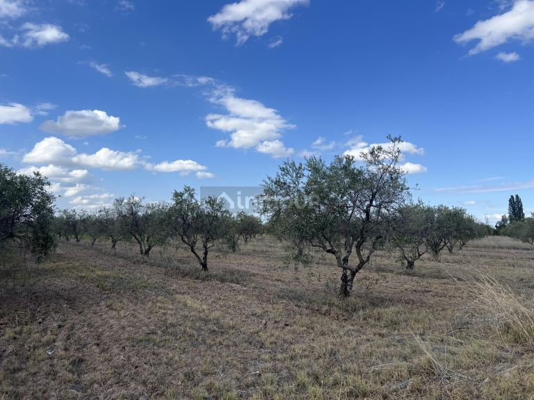 Finca en Venta en Maipu, Mendoza