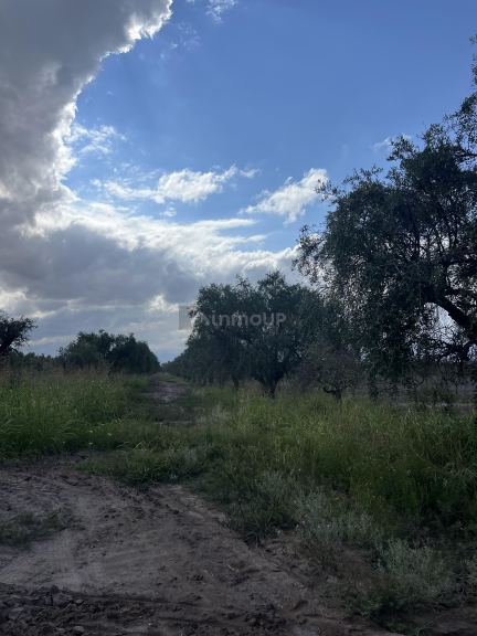 Finca en Venta en Maipu, Mendoza
