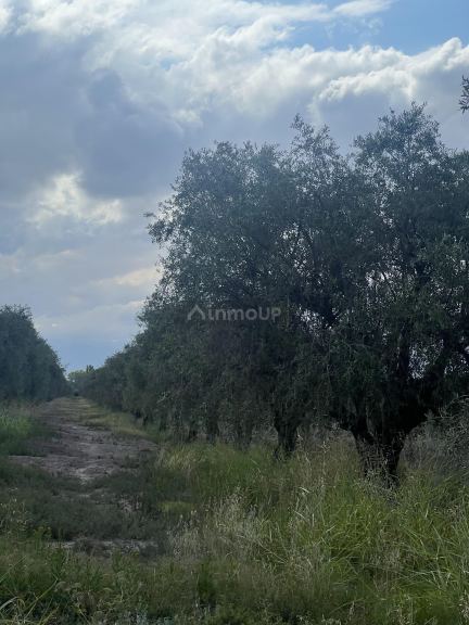 Finca en Venta en Maipu, Mendoza