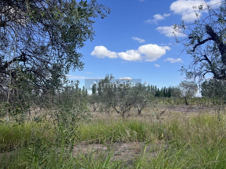 Finca en Venta en Maipu, Mendoza