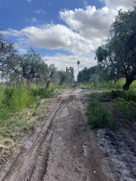 Finca en Venta en Maipu, Mendoza