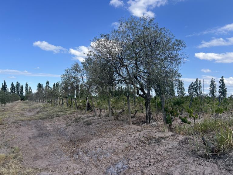 Finca en Venta en Maipu, Mendoza