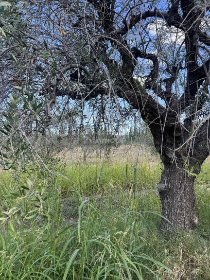 Finca en Venta en Maipu, Mendoza