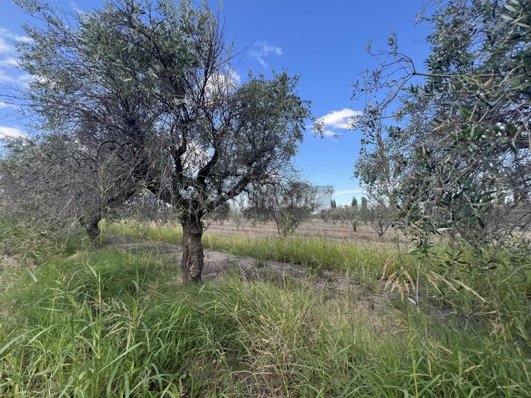 Finca en Venta en Maipu, Mendoza