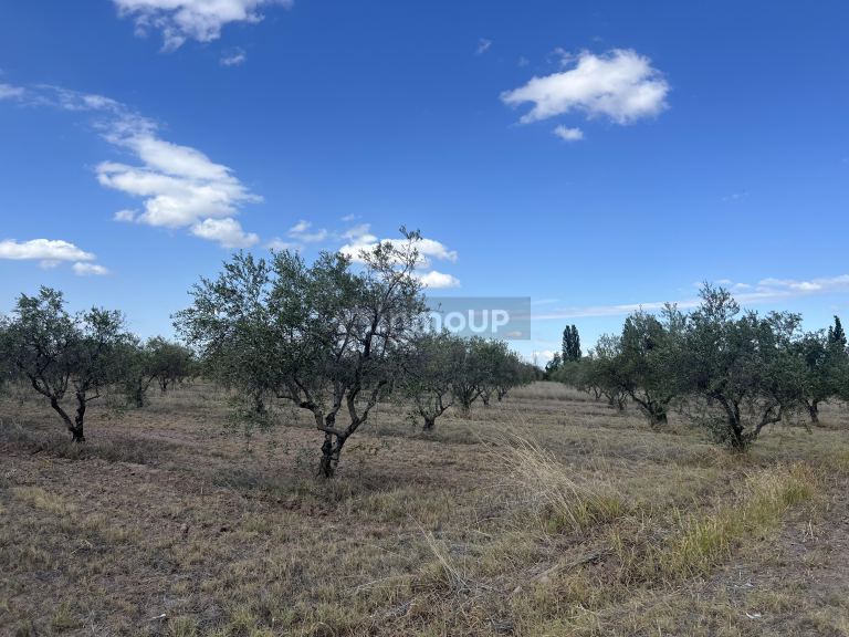 Finca en Venta en Maipu, Mendoza