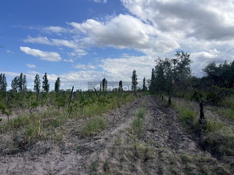 Finca en Venta en Maipu, Mendoza