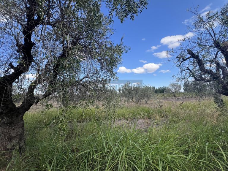 Finca en Venta en Maipu, Mendoza
