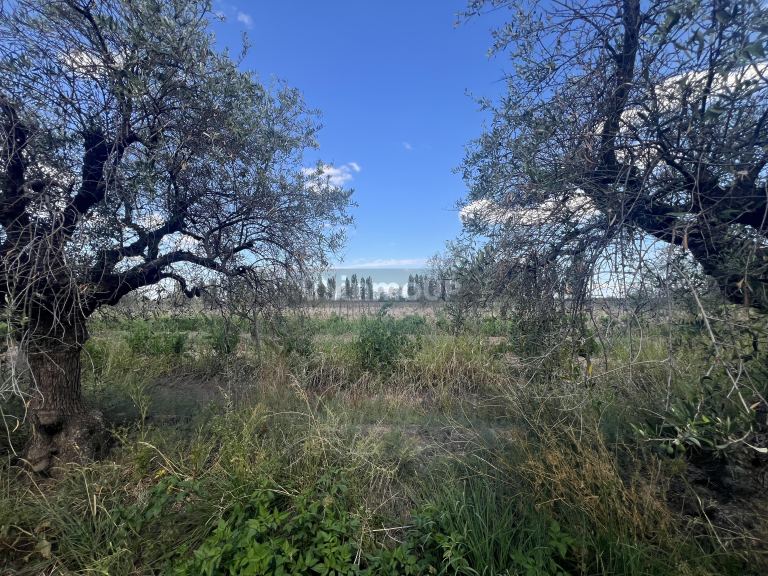 Finca en Venta en Maipu, Mendoza