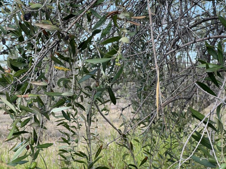 Finca en Venta en Maipu, Mendoza