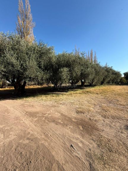 Finca en Venta en Lavalle, Mendoza